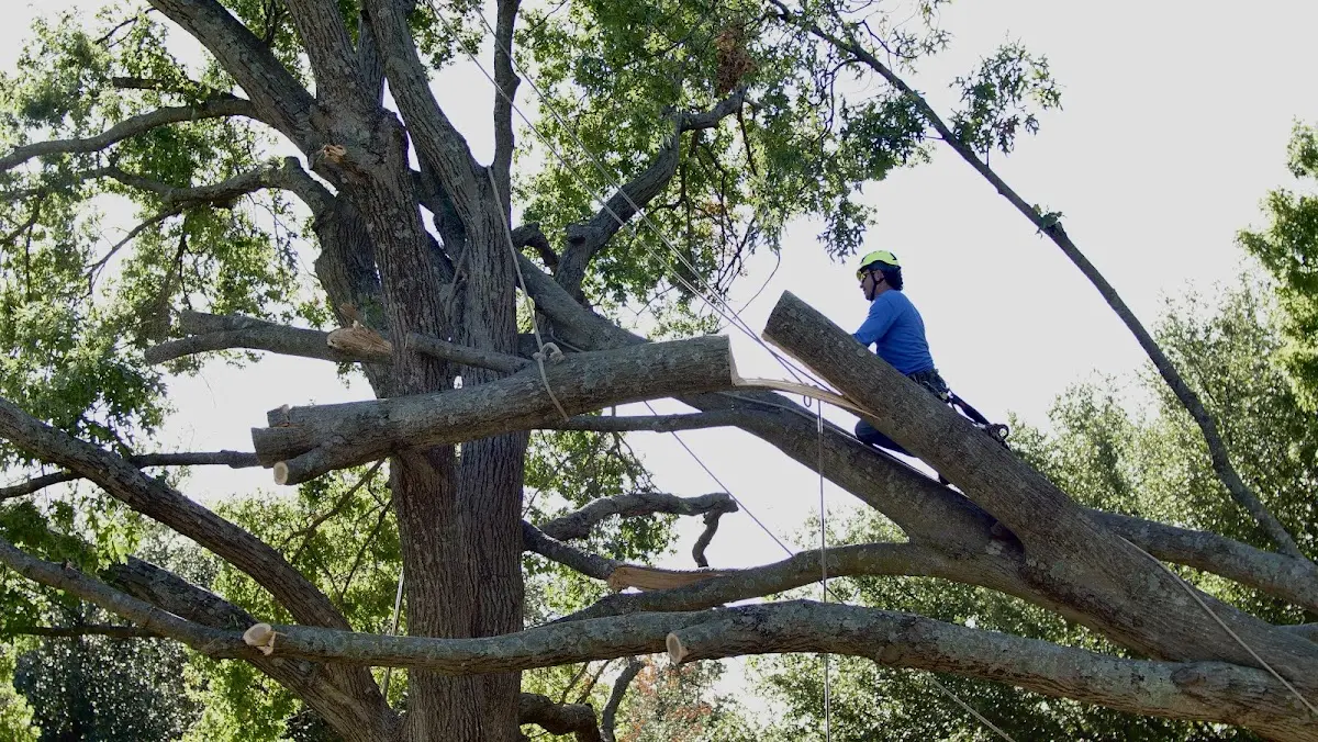 Professional Crown Thinning performed by certified arborists in Winsted